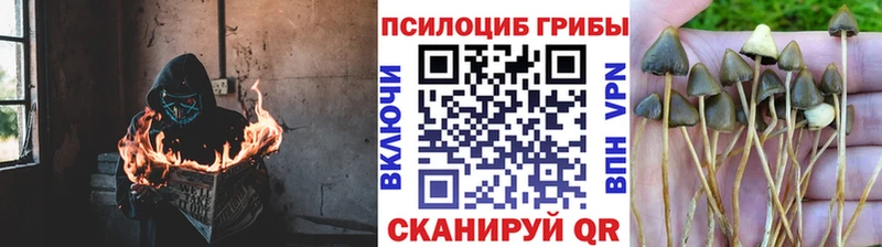 Галлюциногенные грибы мицелий Купить где Вичуга